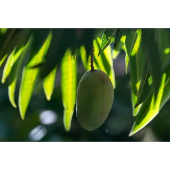Organic Mango Plants